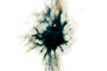 Abstract nature. Blackbird. Dispersion effect. White background. 