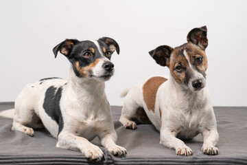 Two cheerful Jack Russell Terriers posing in a studio, in full length, on a gray blanket, copy space