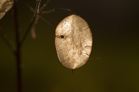 Backlit translucent silicles of Lunaria annua, also known as Honesty, Money plant or Judaspenge