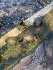 water flowing into the river