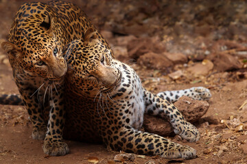 Couple Indochinese leopard grooming in season.