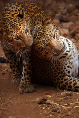 Couple Indochinese leopard grooming in season.