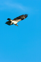 An Osprey flying in the blue sky.