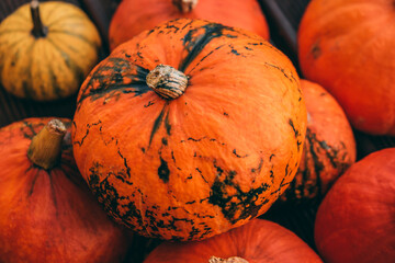 Group of Pumpkins. Pumpkin pile. Thanksgiving pumpkin. Pumpkin closeup.  Autumn decoration