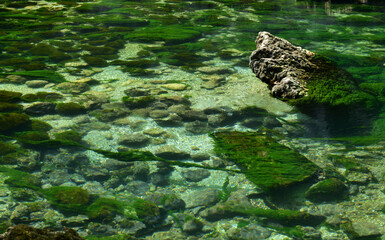 Underwater Plant
