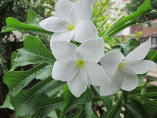 Pulmeria White