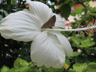 White Heavycus Closeup with Littel Butterfly
