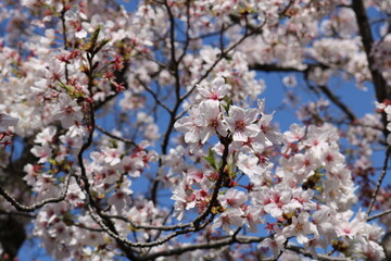 満開の桜と青空