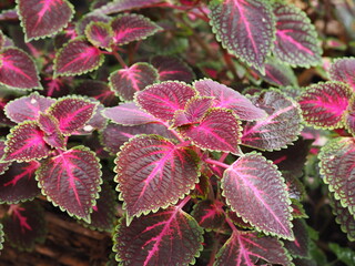 A plant with red leaves, red helius grows in a garden bed near a small wicker and is used to decorate landscapes. Autumn floral background.