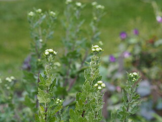 Autumn background with vegetation.Chrysanthemum flower buds on a natural background.
