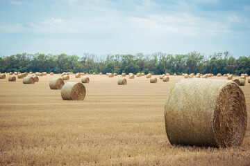 Big round straw bales of straw in the field after the harvest