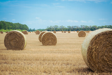 Fototapeta premium Big round straw bales of straw in the field after the harvest