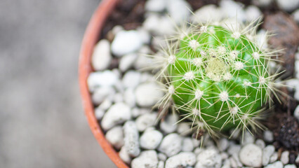 Little cactus in pot, high angle view