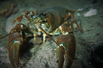 Amerykański rak sygnałowy