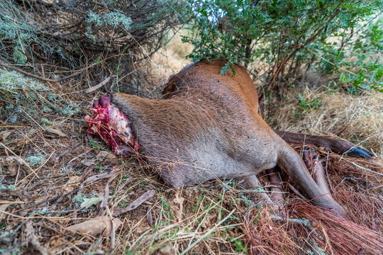 Death male deer without head, poaching activities