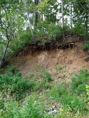 footpath in the woods