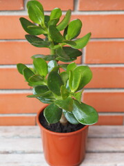 Houseplant Crassula, Fatty, popularly called the money tree, against the background of a brick in a pot.Botanical background.