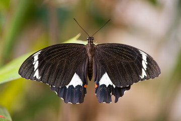 Papilio aegeus, citrus swallowtail butterfly