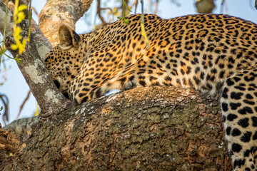 Wild leopard taking a nap on top the tree