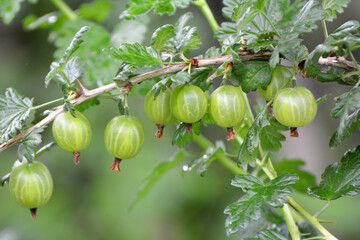 Branch of gooseberries with berries
