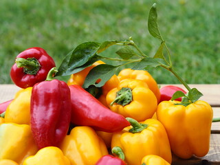 Vegetable growing and agriculture.Red and yellow sweet peppers lie on a wooden table against a background of green grass. Fresh seasonal vegetables.