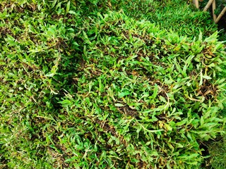 Green Rough Organic Thailand Lawn Grass Mat