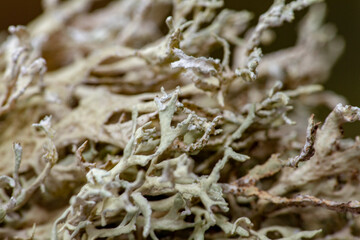 lichen gros plan