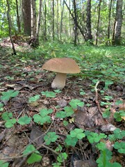 mushroom in the forest