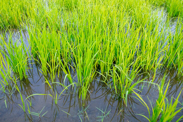 Obraz premium Close up beautiful view of agriculture green rice field landscape background, Thailand. Paddy farm plant peaceful. Environment harvest cereal. 