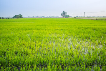Obraz premium Beautiful view of agriculture green rice field landscape against blue sky with clouds background, Thailand. Paddy farm plant peaceful. Environment harvest cereal.