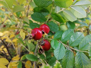 red currant berries