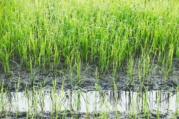 Close up beautiful view of agriculture green rice field landscape background, Thailand. Paddy farm plant peaceful. Environment harvest cereal. 