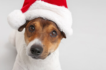 Cute funny dog in Santa hat on light background