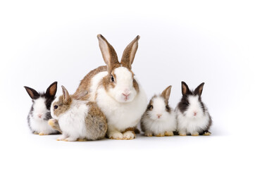 Mother rabbit and four newborn bunnies on white background.