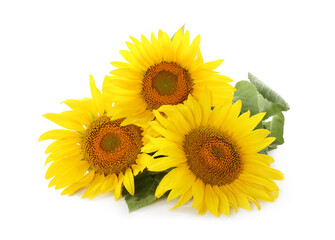 Beautiful bright blooming sunflowers on white background