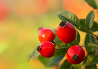 Red rose hips. Autumn gifts. Closeup of berries with copy space and selected focus.
