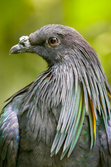 The Nicobar pigeon is a pigeon found on small islands and in coastal regions from the Andaman and Nicobar Islands, India, east through the Malay Archipelago, to the Solomons and Palau.  © Danny Ye