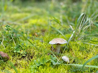 mushrooms in the grass