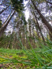 Obraz premium forest in the morning