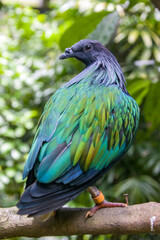 The Nicobar pigeon is a pigeon found on small islands and in coastal regions from the Andaman and Nicobar Islands, India, east through the Malay Archipelago, to the Solomons and Palau. 