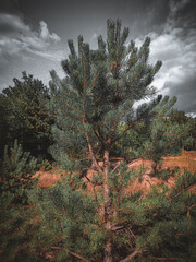 pine tree in the forest
