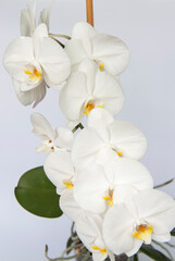 White Orchid flowers on a light background. White flower.