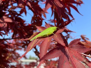 red and green leaves