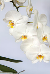 Naklejka na ściany i meble White Orchid flowers on a light background. White flower.