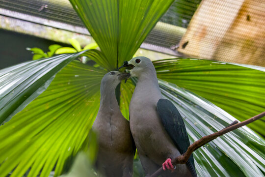 The adult Pacific imperial pigeon (Ducula pacifica) opens the beak and let a  Juvenile bird to get food. 
It is a widespread species of pigeon in the family Columbidae.
