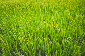 Close up beautiful view of agriculture green rice field landscape background, Thailand. Paddy farm plant peaceful. Environment harvest cereal. 