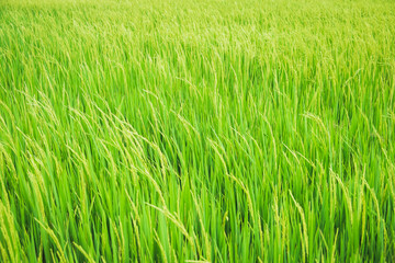 Close up beautiful view of agriculture green rice field landscape background, Thailand. Paddy farm plant peaceful. Environment harvest cereal. 