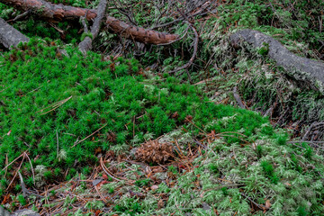 Fototapeta premium コケの森