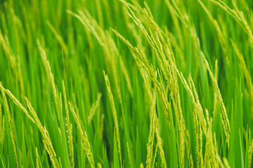 Fototapeta na wymiar Close up beautiful view of agriculture green rice field landscape background, Thailand. Paddy farm plant peaceful. Environment harvest cereal.