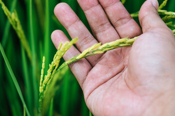 Close up of young man hand touching agriculture green rice field landscape background, Thailand. Paddy farm plant peaceful. Environment harvest cereal. Copy space